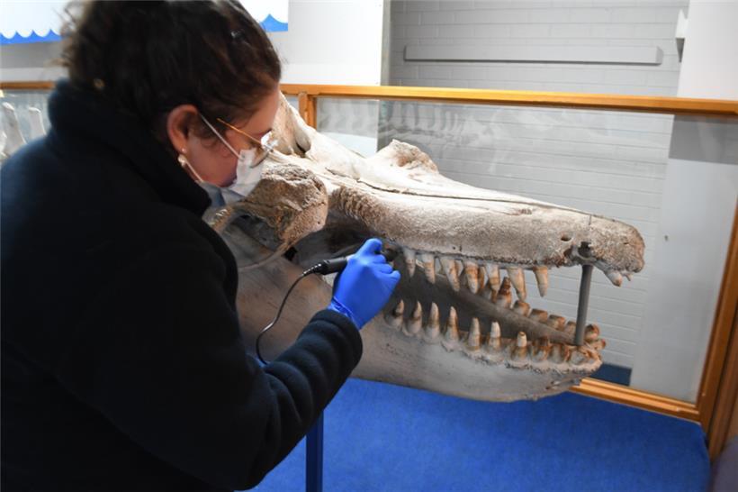 Um mehr über den Killerwal und seine Ursprünge zu verstehen, musste DNA von „Old...