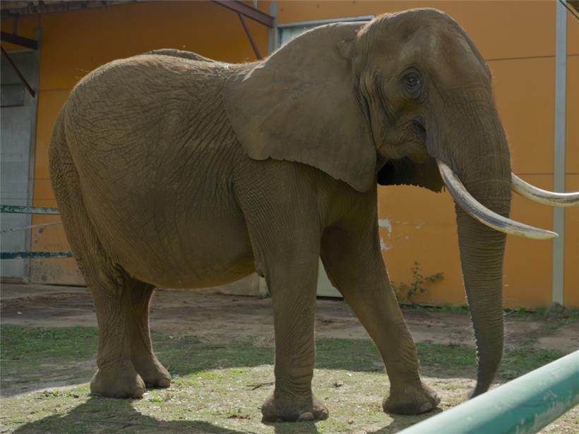 Umzug in Portugals neues Reservat: Die Elefantenkuh Kariba
