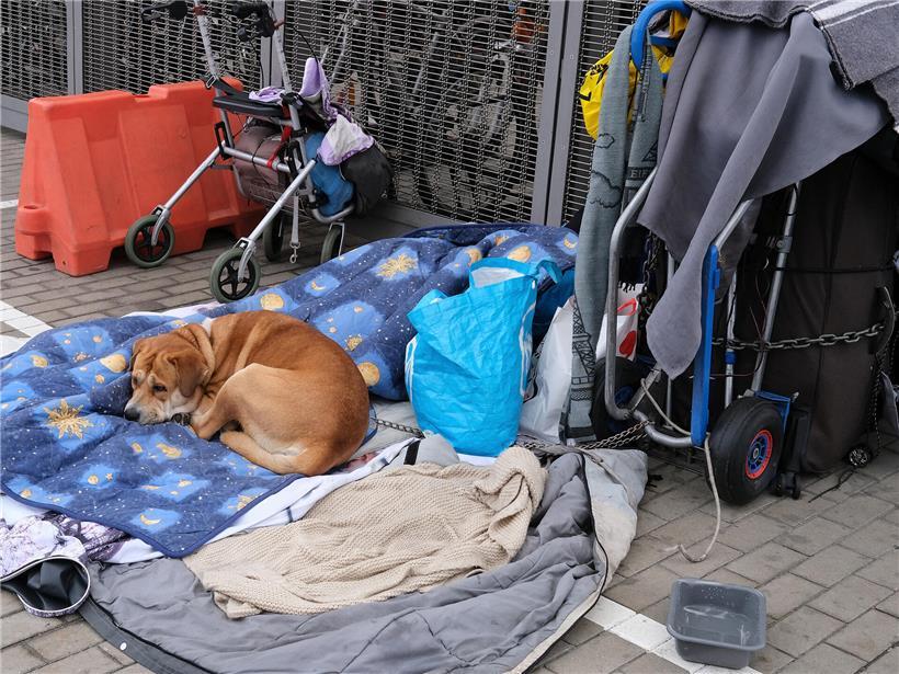 Un angle mort de la protection animale