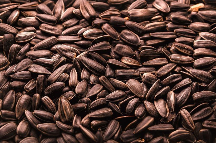 Unbestellte Pflanzensamen sollte man weder aussäen noch wegwerfen
