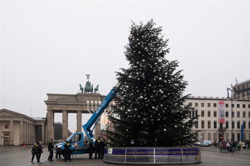 Und prompt war der Weihnachtsbaum um einen guten Meter kürzer.