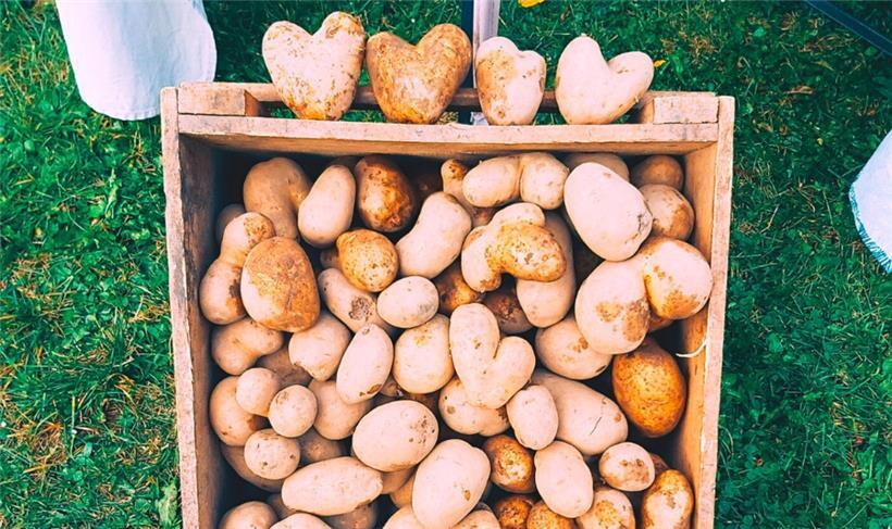 „Unperfekte“ Kartoffeln: Für den Verkauf sind sie nicht geeignet, obwohl sie lustig aussehen. Für „Onperfekt“ sind sie genau das Richtige. 
