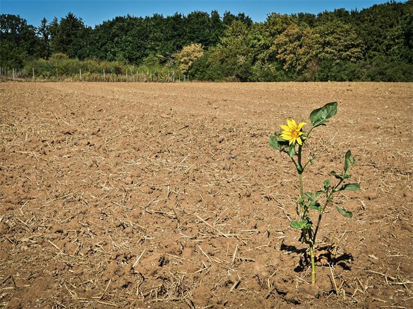 Unter der Hitze-Glocke: So warm ist das Jahr 2026 in Luxemburg tatsächlich Unser Foto des Tages vom Mittwoch zeigte einen trockenen Acker bei Lauterborn
