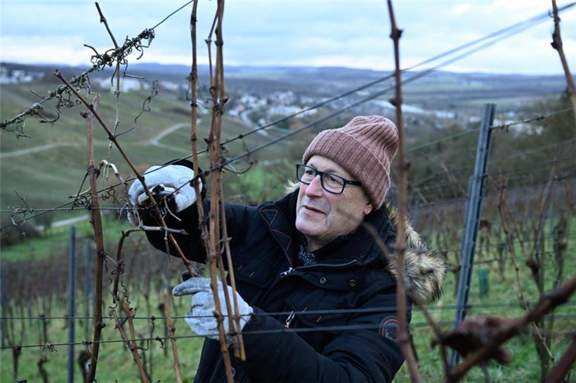 Unser Mitarbeiter Herbert Becker beim Schneiden der Rebstöcke
