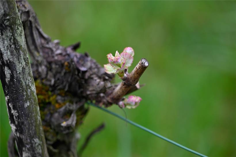 Unsere Parzelle hat Mitte April zu blühen angefangen