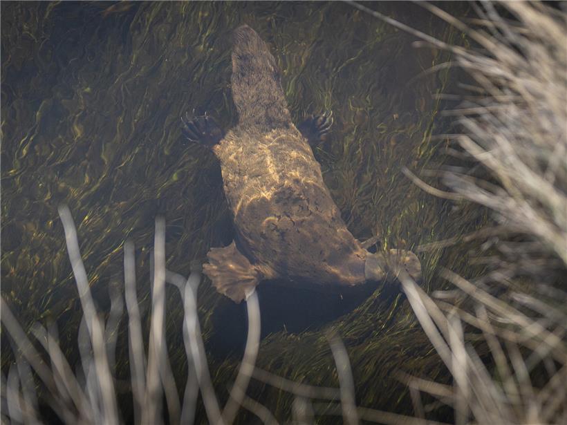 Schnabeltier unter Wasser jagt Würmer, Krabben und Insektenlarven in natürlichem Lebensraum