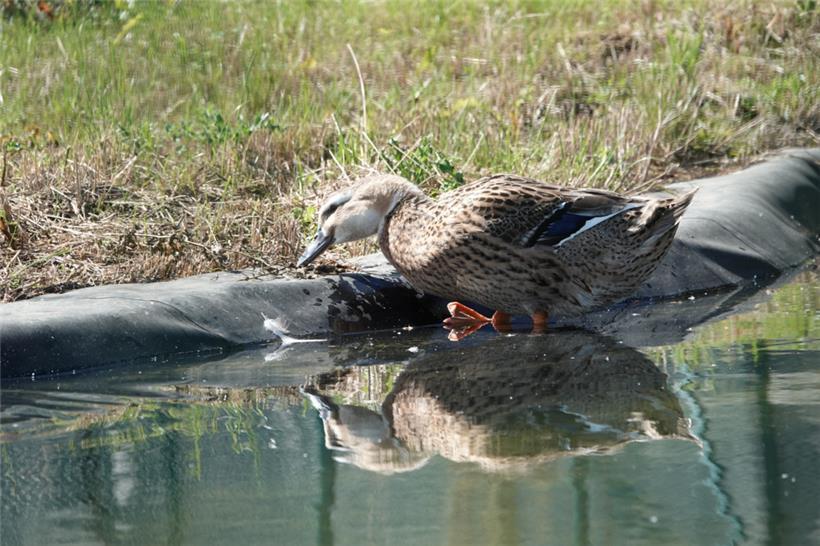 Unter anderem diese Ente wohnt derzeit im Tierzentrum für Wildtiere in Düdelingen
