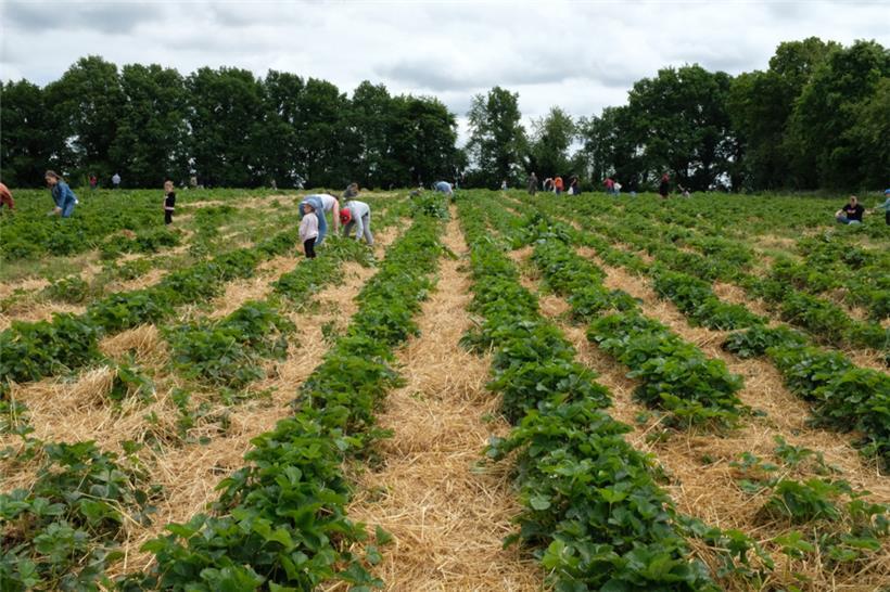 Unter den Blättern warten reife Erdbeeren auf die Pflücker