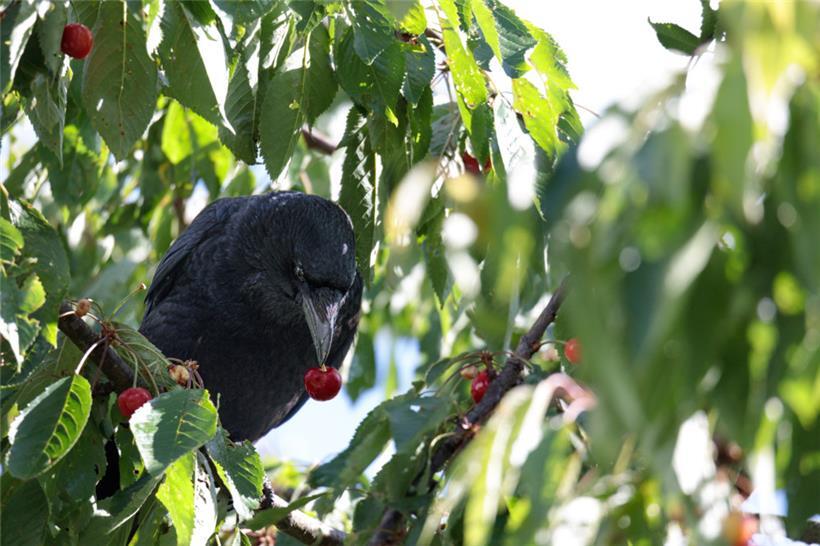 Unter den toten Vögeln war auch mindestens eine Rabenkrähe

