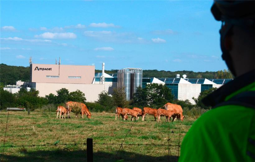 Unterwegs gab es mehrere Kuhherden zu sehen