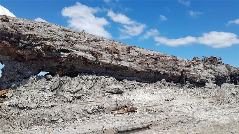 Uralter Baum als Zeuge: Der im Torf konservierte Kauri wurde bei Bauarbeiten entdeckt
