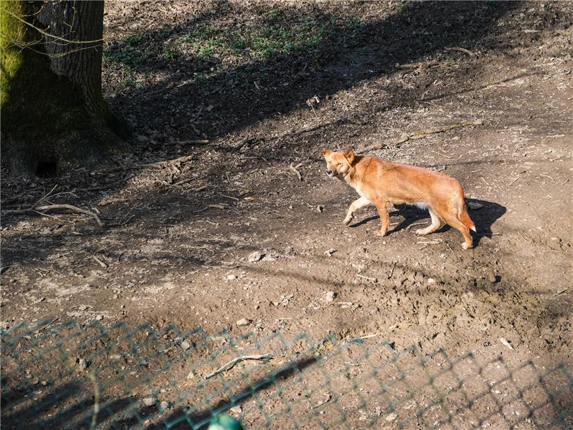 Sensor erkennt sofortige Veränderungen in der Umgebung – Echtzeit-Überwachung und schnelle Reaktionsfähigkeit