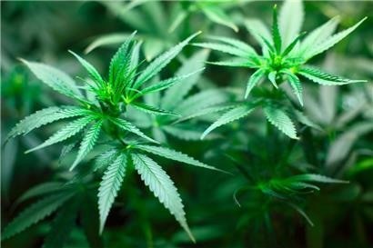 Verbotskultur: Im Umgang mit Cannabis wird dem Bürger weiterhin wenig zugetraut
