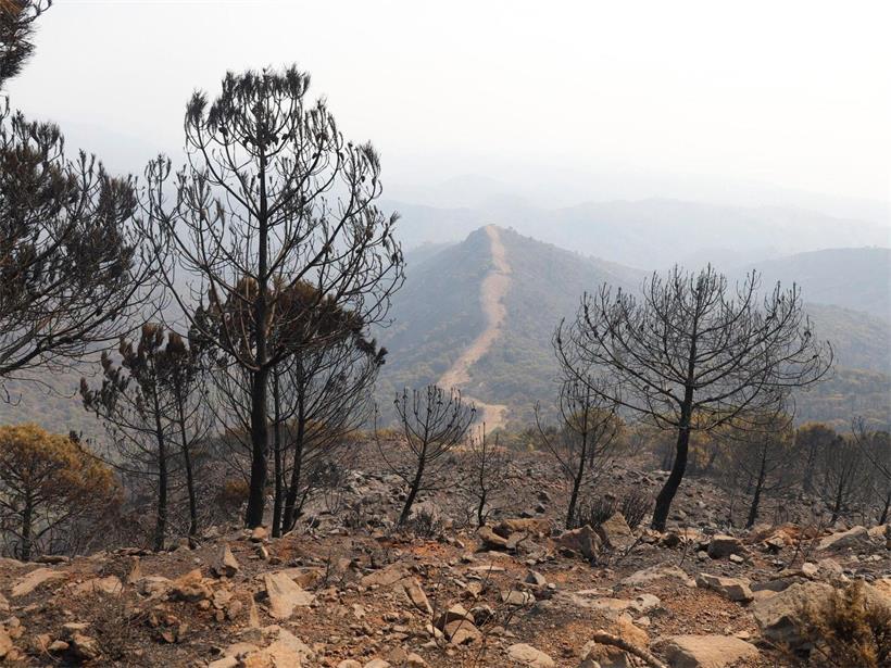 Verbrannte Landschaft in Sierra Bermeja bei Estepona nach Waldbrand, karge Bäume und rauchige Atmosphäre
