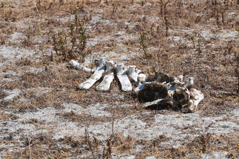 Verendetes Tier in Südspanien: „Eine fossile Allianz sabotiert derzeit alle europäischen Klimaschutzmaßnahmen“
