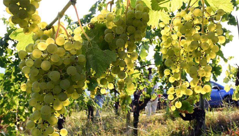 Vergangene Woche gab es noch große Unterschiede zwischen den einzelnen Beeren