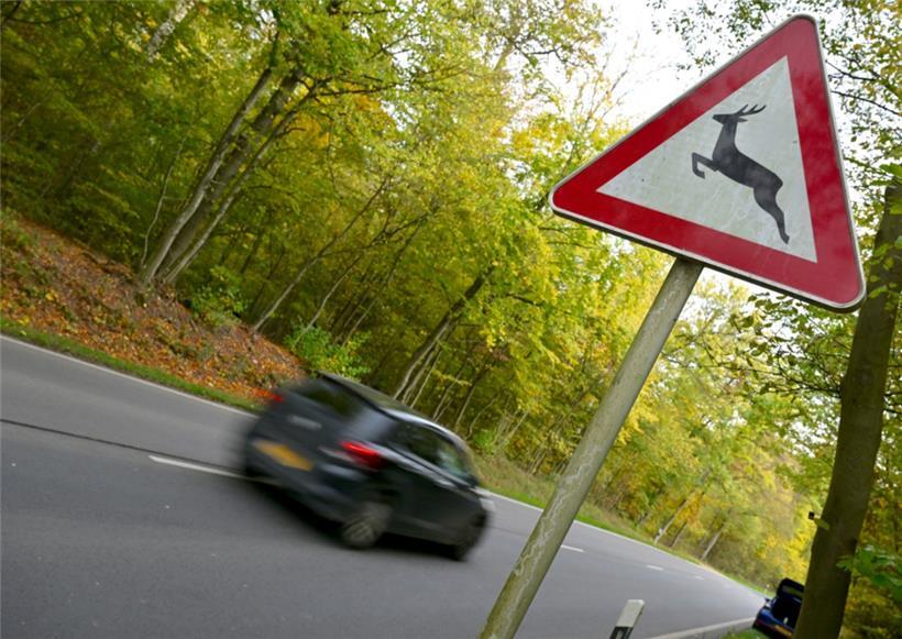 Verkehrsschilder, die vor Wildwechsel warnen, sollte man ernst nehmen – und dementsprechend das Tempo drosseln
