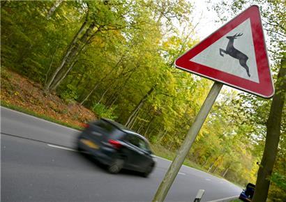 Verkehrsschilder, die vor Wildwechsel warnen, sollte man ernst nehmen – und dementsprechend das Tempo drosseln
