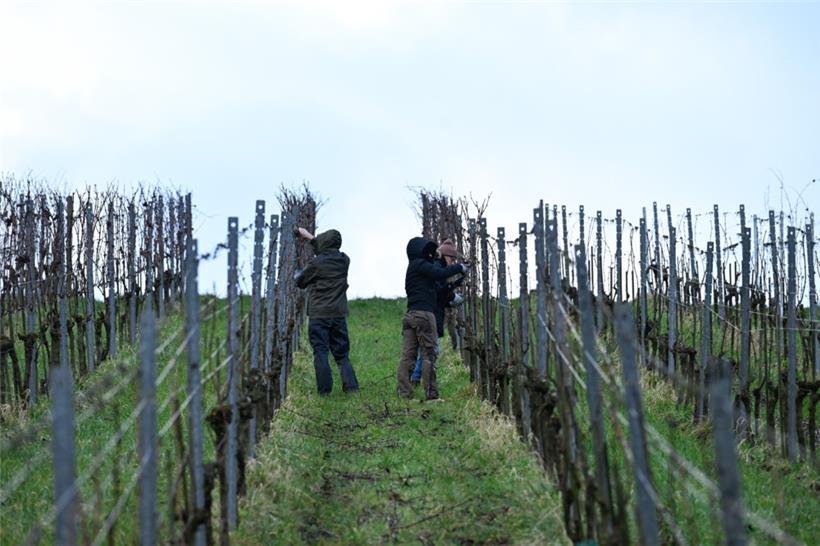 Verschiedene Luxemburger Winzer exportieren ihren Wein auch in die USA
