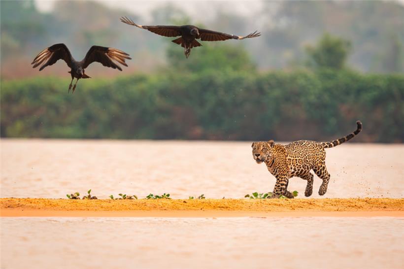 Vertreibung der Rabengeier: Jaguare teilen ihre Beute nicht gern