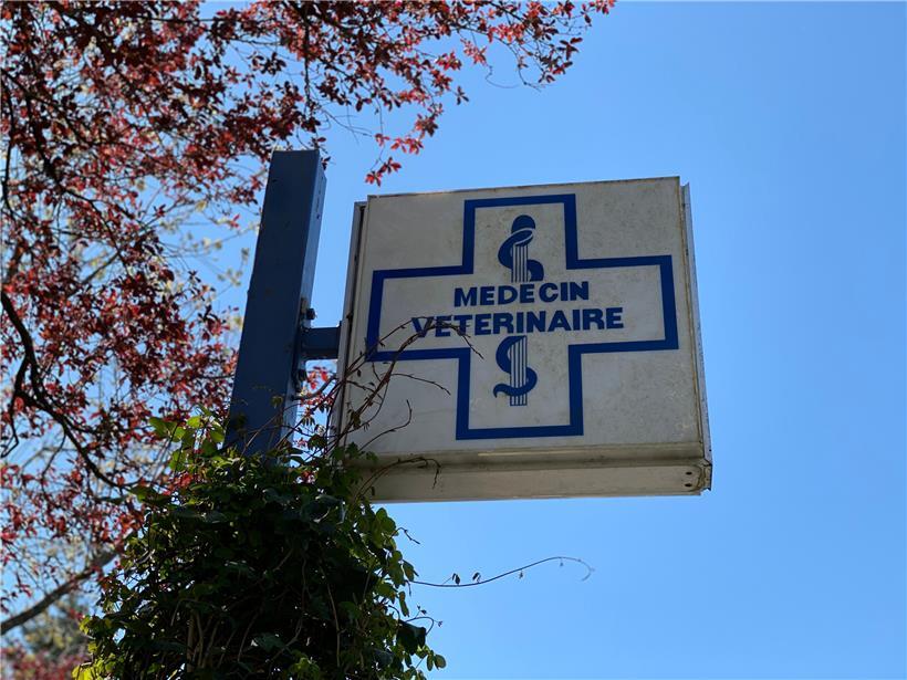 Veterinäre haben im Rahmen der Corona-Krise strenge Hygiene- und Sicherheitsregeln eingeführt
