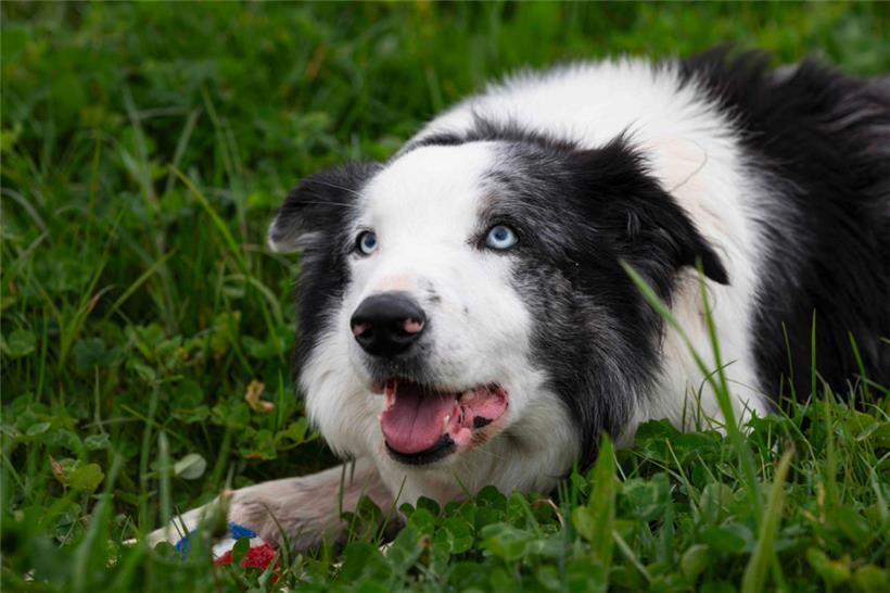 Viel Platz zum Tollen, aber auch schattige Bereiche sollten vorhanden sein
