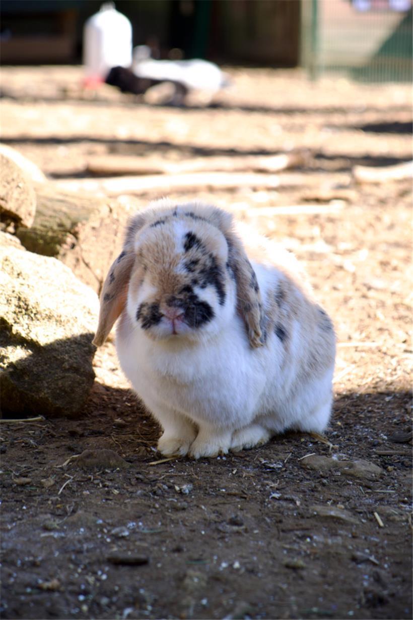 Viel mehr als nur ein niedliches Haustier