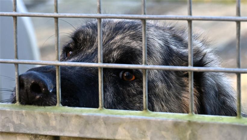 Viele Hunde warten auf ein neues Zuhause; ein trauriger Blick des Tiers allein sollte allerdings kein Grund sein, es zu adoptieren
