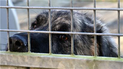 Viele Hunde warten auf ein neues Zuhause; ein trauriger Blick des Tiers allein sollte allerdings kein Grund sein, es zu adoptieren
