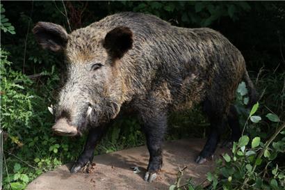 Viele Wildschweine bedeutet viel Schaden im Wald
