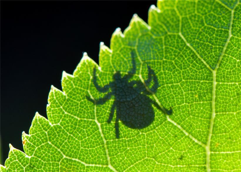 Viele Zeckenarten sind bedeutende Krankheitsüberträger
