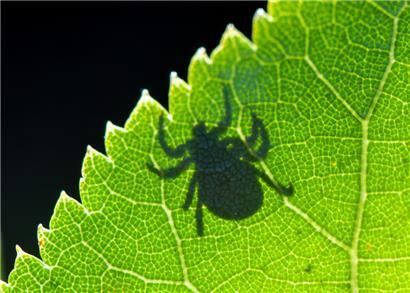 Viele Zeckenarten sind bedeutende Krankheitsüberträger
