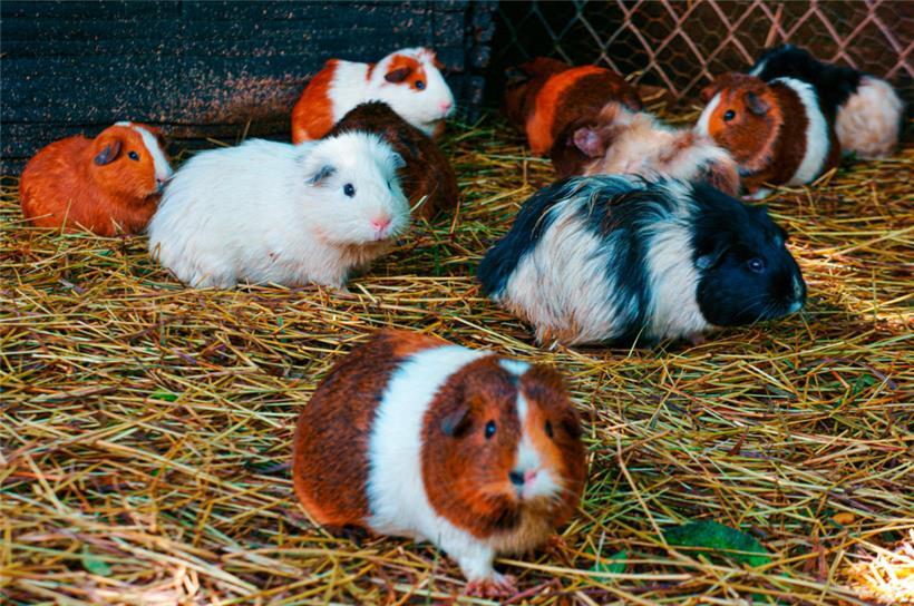 Viele der beschlagnahmten Meerschweinchen starben oder mussten eingeschläfert werden
