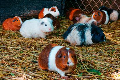 Viele der beschlagnahmten Meerschweinchen starben oder mussten eingeschläfert werden
