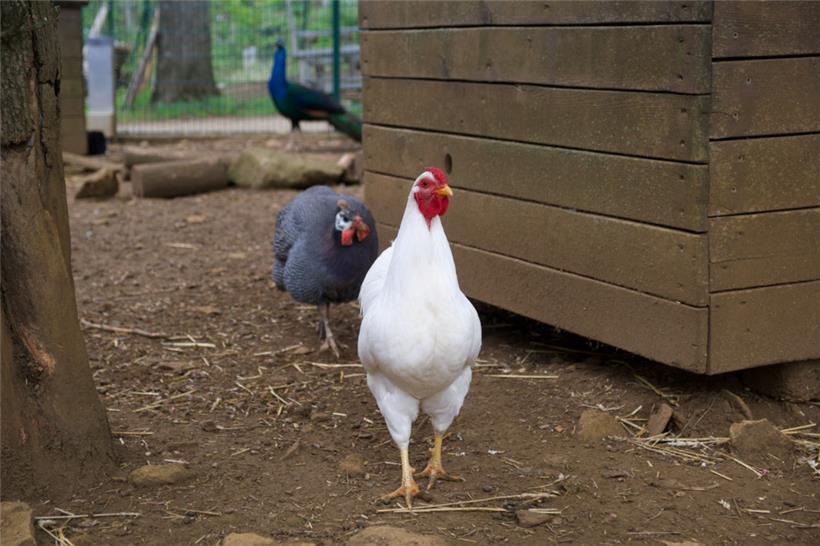 „Viele unterschätzen, wie viel Platz Hühner tatsächlich brauchen“