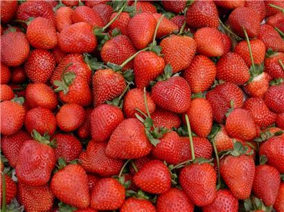 Viele wollen Erdbeeren auch im Winter essen. Diese kommen oft aus Spanien. Das Land verzeichnet nach Angaben des Statistikportals Statista EU-weit die höchsten Erntemengen. 2020 kamen etwa 272.550 Tonnen Erdbeeren von dort. Hauptanbaugebiet ist die Provinz Huelva im Südwesten Andalusiens. Von dort stammen auch die meisten der 1.100 Tonnen Bio-Erdbeeren, wie das Fachmagazin der Biowirtschaft…
