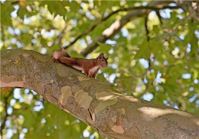 Vielen Arten in Luxemburg geht es nicht gut
