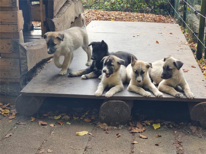 Vier Monate alt ist der Nachwuchs von Torino und Soul mittlerweile 
