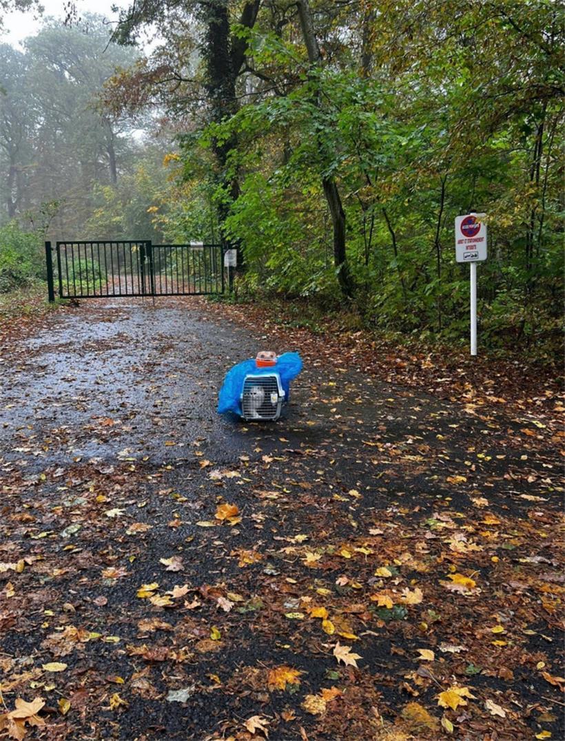 Vier ausgewachsene Katzen wurden in einer einzigen Transportbox aufgefunden – das Katzenbaby hatte man in einen Hamsterkäfig gesperrt
