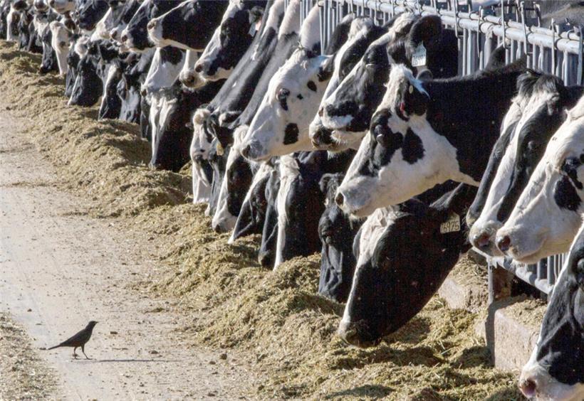 Vogel und Kuh: Beide haben inzwischen die Gemeinsamkeit, dass sie sich mit der Vogelgrippe anstecken können. Eine Ansteckung bei Kühen wurde erstmals Ende März 2024 in den USA festgestellt.
