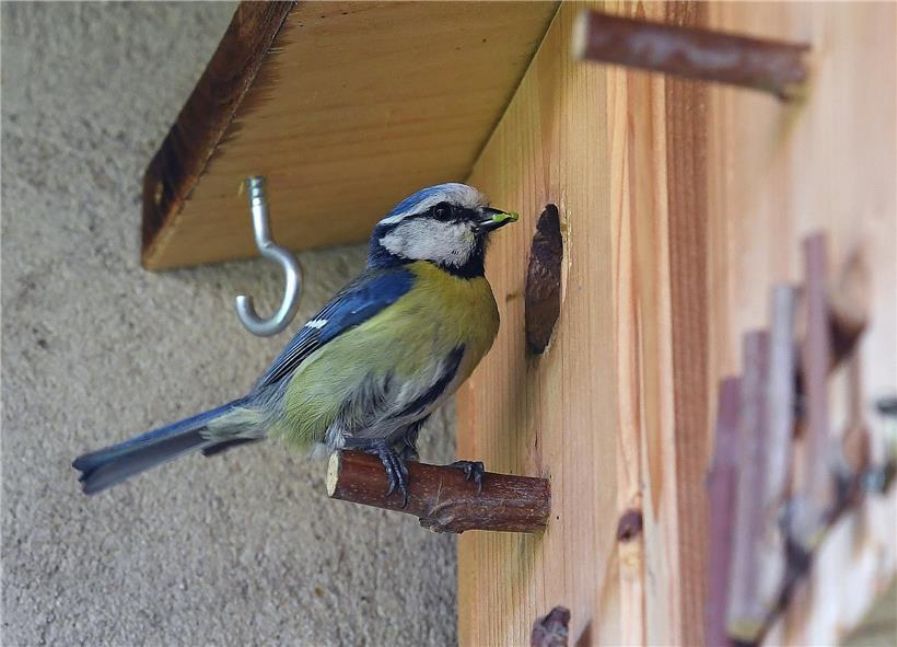 Vogelfreunde können ihre Beobachtungen auf www.ornitho.lu eintragen
