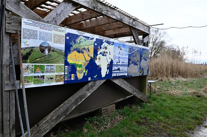 Vogelkunde neben dem „Naturklassenzimmer“: In der „Schlammwiss“ brüten ein Viert...