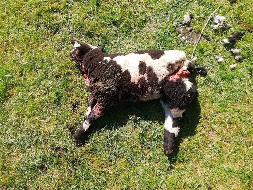 Vom Hund gerissenes Lamm
