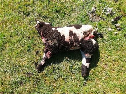 Vom Hund gerissenes Lamm
