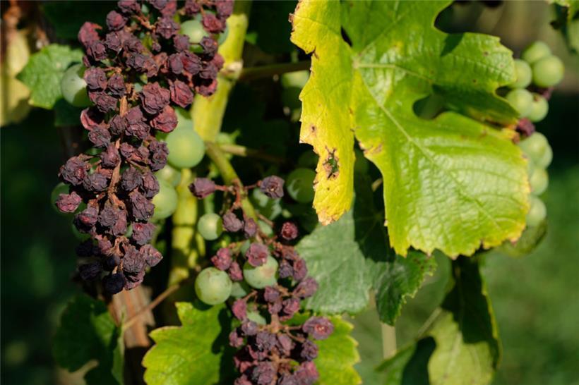 Vom falschen Mehltau befallene Trauben fangen an zu schrumpeln und fallen anschließend ab
