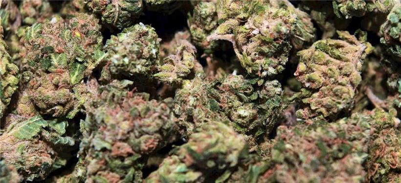 Von den 424 Befragten gaben 190 Personen an, mindestens einmal in den vergangenen 30 Tagen Cannabis konsumiert zu haben
