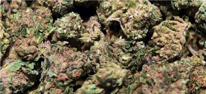 Von den 424 Befragten gaben 190 Personen an, mindestens einmal in den vergangenen 30 Tagen Cannabis konsumiert zu haben
