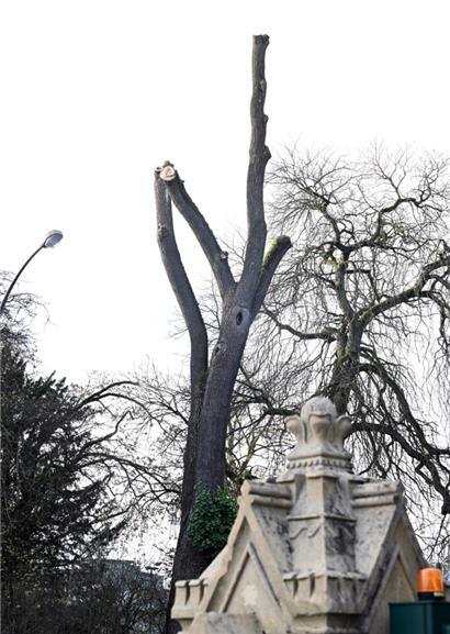 Vor allem bei Wind könnte ein Baum in der Nähe zum Glacis zur Gefahr werden. Deshalb wurden bereits Äste entfernt.
