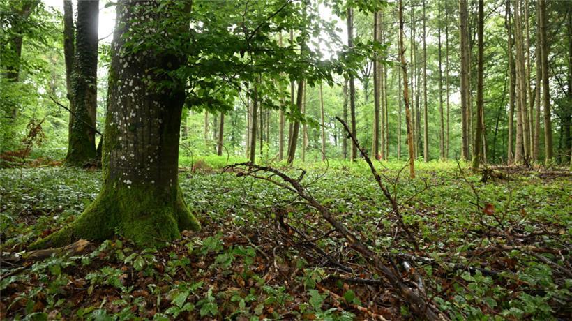 Vor allem den Buchen geht es schlecht im Land