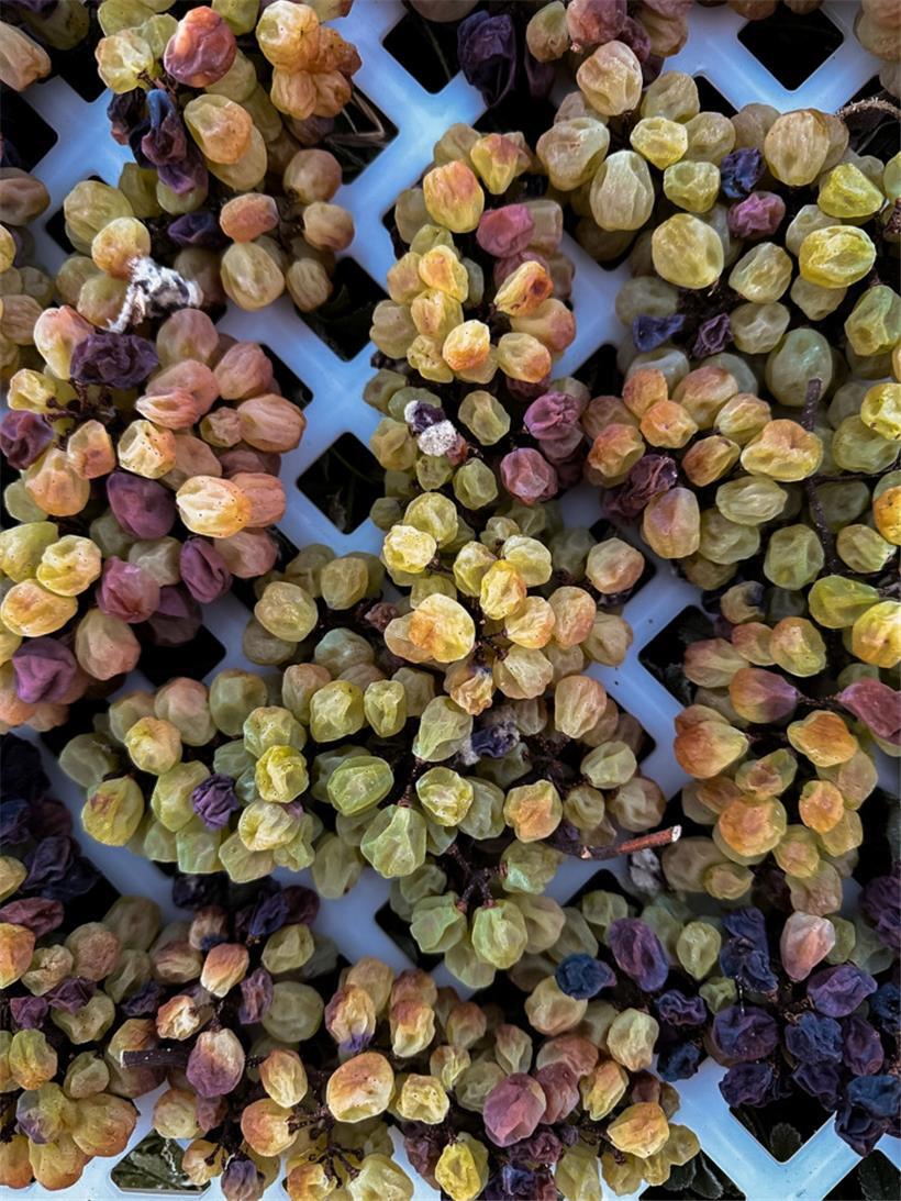 Vor der Pressung müssen die Trauben während Monaten trocknen
